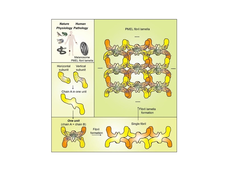 上海交大李丹课题组揭示PMEL组装聚集形成黑色素体的全新机制