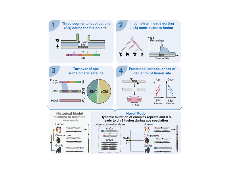 上海交大毛亚飞团队研究解开现代人染色体融合之谜