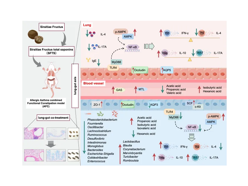 解密食药同源物罗汉果“肺肠同治”的科学内涵，上海交大药学院李晓波教授团队揭示调控“肠-肺轴”的新证据