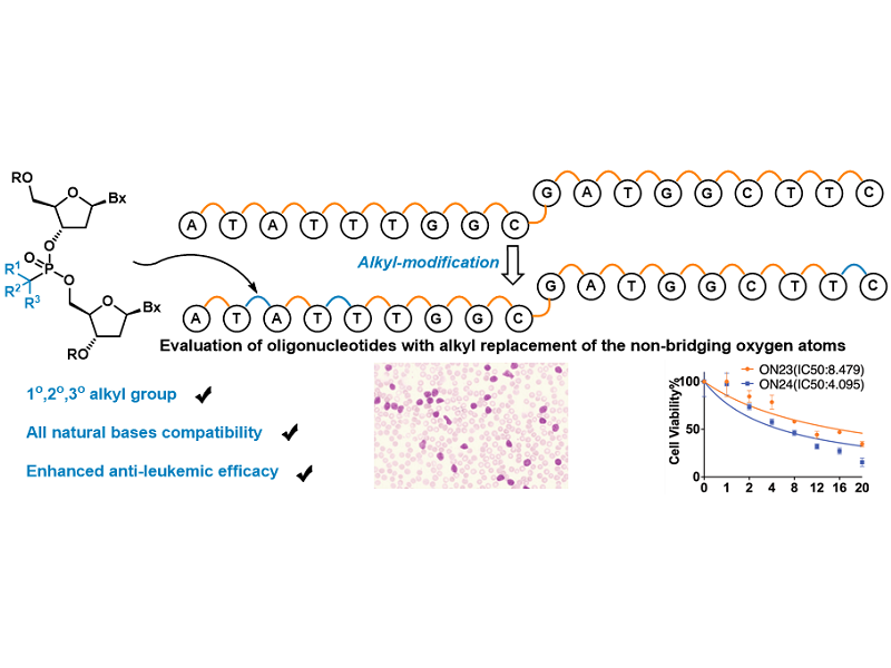 上海交大变革性分子前沿科学中心商明课题组实现光电协同催化赋能寡核苷酸可编程烷基骨架修饰