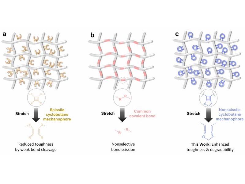 上海交大变革性分子前沿科学中心唐山团队通过极性并环环丁烷增强端连聚合物网络的韧性与可降解性