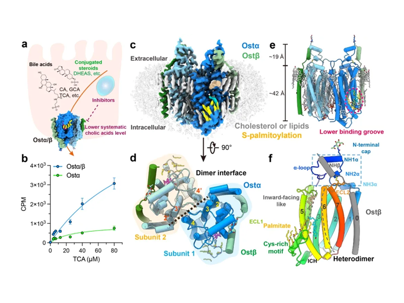 附属瑞金医院团队Nature发文，破解肝胆循环关键谜题，为健康干预提供新方向