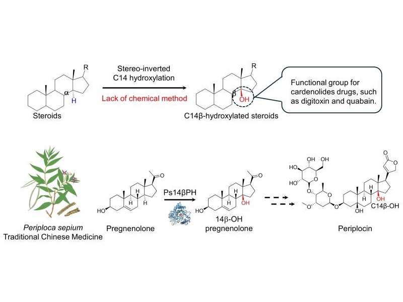 上海交大农生学院刘振华课题组发现α-酮戊二酸依赖型双氧化酶介导强心苷生物合成中立体特异性C14β羟基化反应