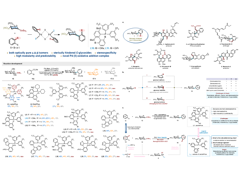 上海交大变革性分子前沿科学中心朱峰团队通过配体赋能新一代糖基 Stille 交叉偶联反应—攻克位阻芳基C-糖苷立体专一性合成瓶颈