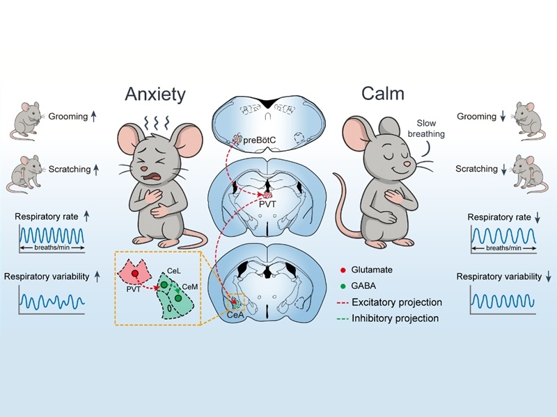上海交大心理学院袁逖飞教授与合作者揭示呼吸调控情绪的神经机制