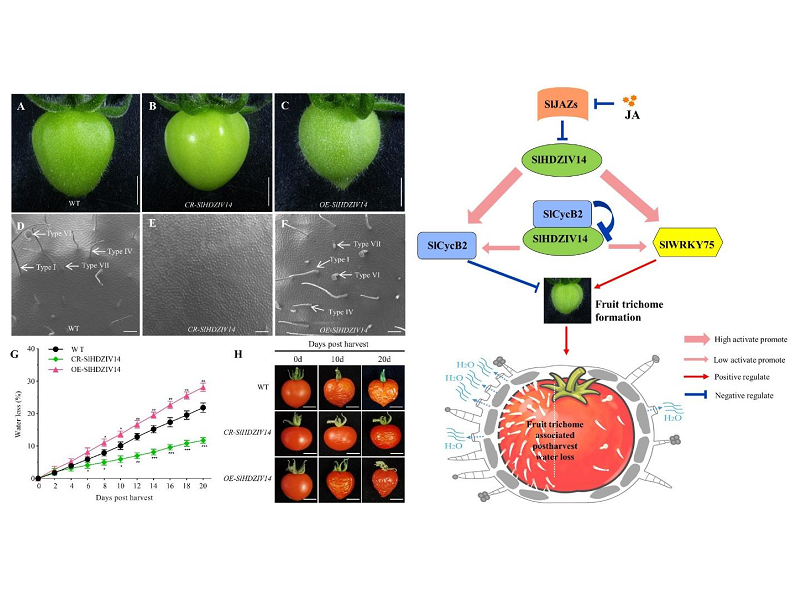 上海交大农生学院沈乾团队联合康奈尔大学揭示番茄果实毛调控采后失水新机制