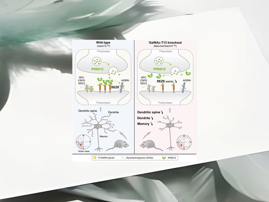 上海交大系统生物医学研究院张延团队最新PNAS文章揭示糖基转移酶GalNAc-T13通过SEZ6的O-GalNAc糖基化调控神经元发育与空间记忆