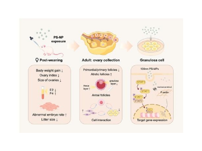 上海交大Bio-X研究院吴际团队揭示聚苯乙烯纳米塑料干扰卵巢发育的新机制
