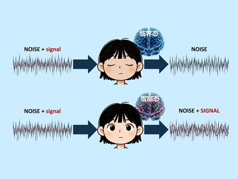 上海交大机械动力学院黄煜最新研究颠覆传统认知，首次揭示“睁眼”在噪声环境中提升听觉感知的神经机制