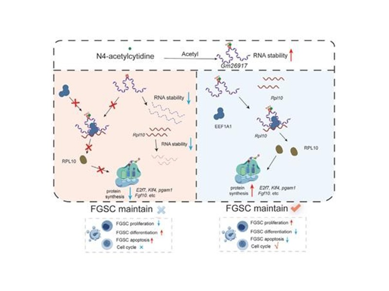 上海交大Bio-X研究院吴际团队首次揭示了一条调控雌性生殖干细胞命运的全新分子机制