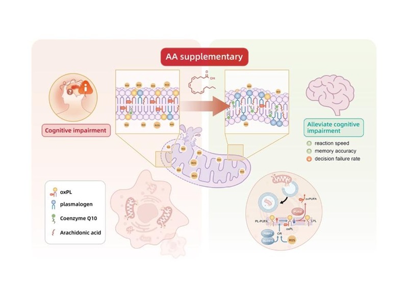 上海交大Bio-X研究院万春玲团队揭示线粒体脂稳态失衡参与精神分裂症认知障碍的分子机制