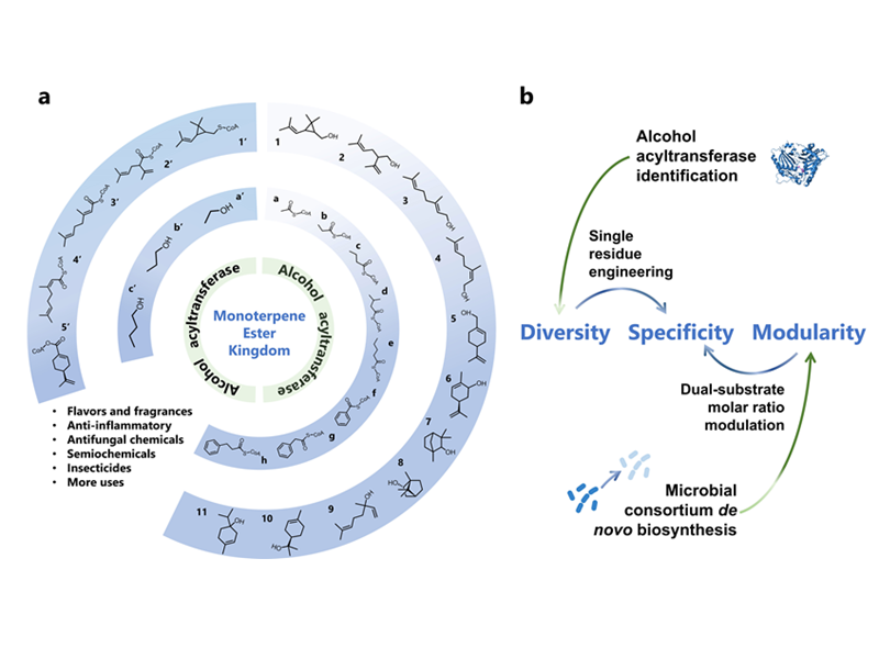 上海交大农生学院马晓强研究组开发微生物单萜酯生物合成平台