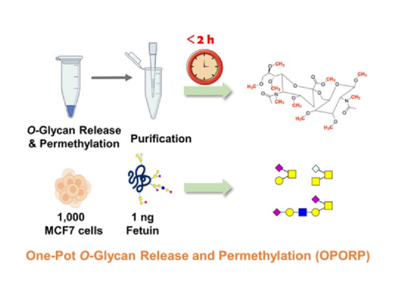 上海交大药学院魏娟团队报道痕量样本O-糖链快速分析新方法OPORP