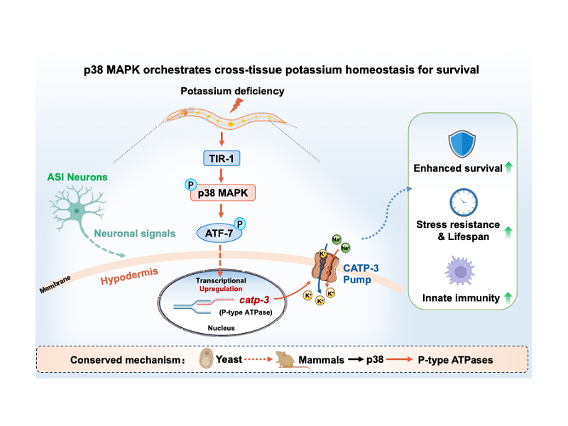 上海交大农生学院吴紫云团队发现钾缺乏影响寿命的新机制