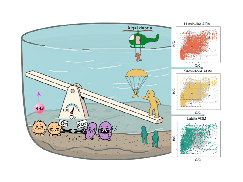 上海交大环境学院王欣泽团队发文揭示藻源有机质分解驱动湖泊沉积物氮循环解耦机制