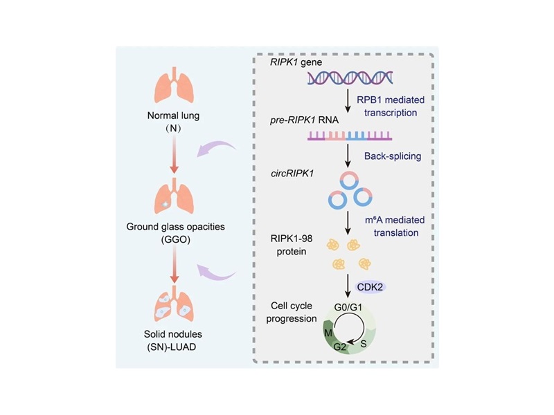 上海交大Bio-X研究院石毅与合作者揭示circRNA编码蛋白促进肺腺癌进展并介导治疗耐药的关键机制