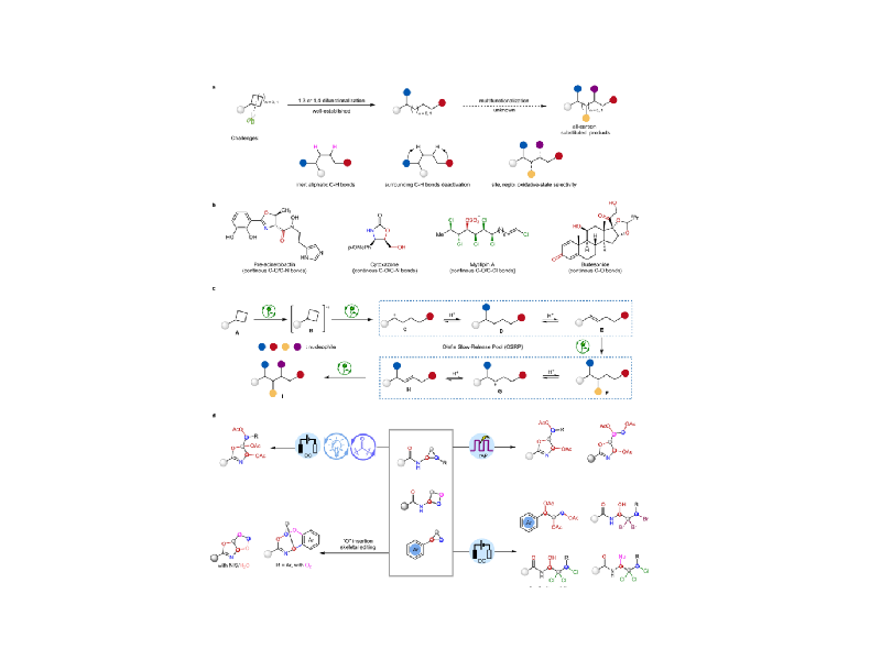 上海交大变革性分子前沿科学中心申涛团队实现张力环的可编程电化学开环多官能团化