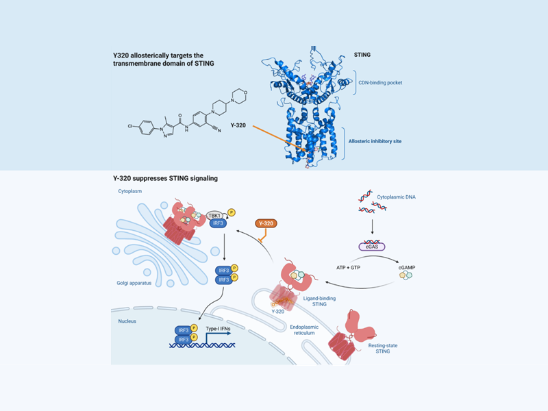 上海交大张翱课题组与合作团队发现靶向STING非经典跨膜区的变构抑制剂