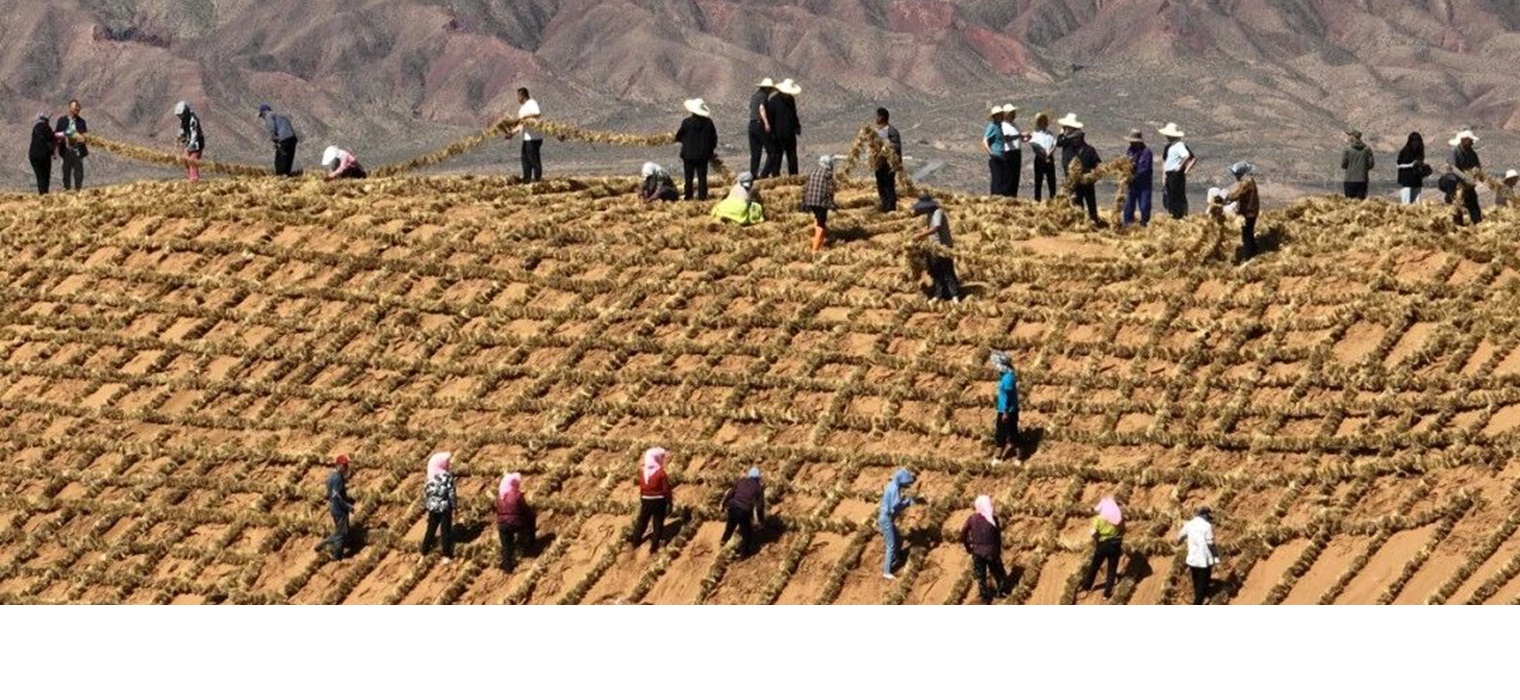 上海交大团队Nature发文：中国“三北”工程为全球荒漠化治理提供借鉴
