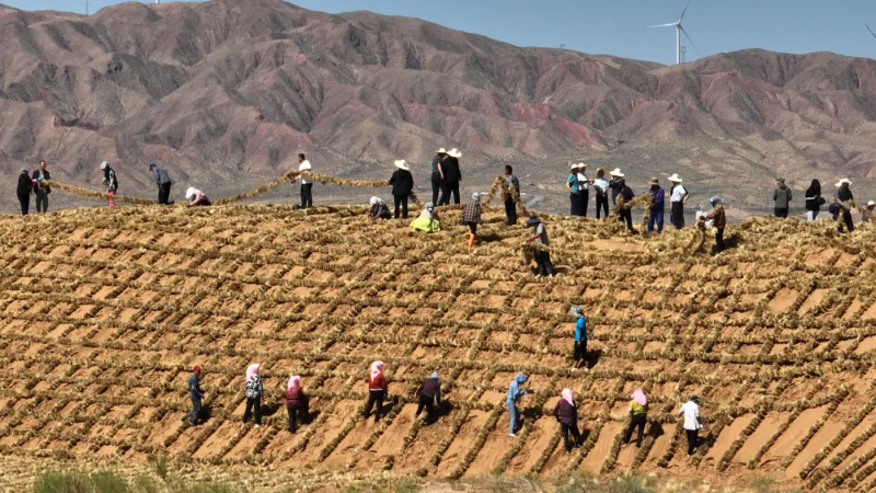 上海交大团队Nature发文：中国“三北”工程为全球荒漠化治理提供借鉴
