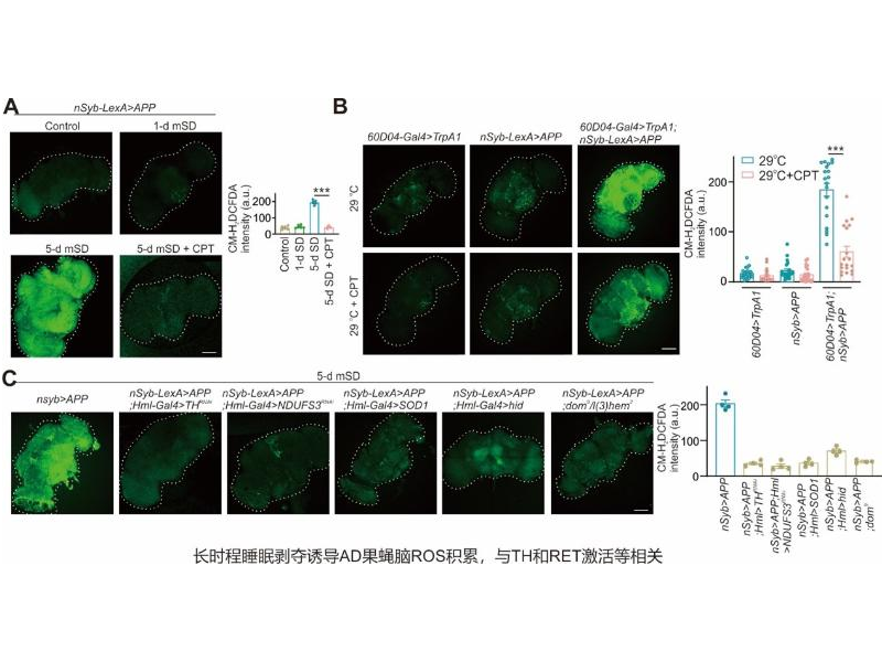 上海交大Bio-X研究院平勇与合作者研究发现睡眠剥夺通过线粒体反向电子传递致肠-脑氧化应激