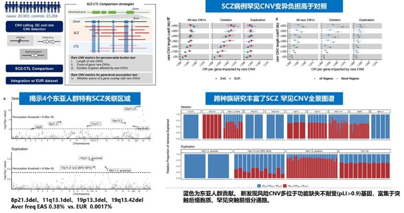 上海交大Bio-X研究院秦胜营团队与合作者共同揭示东亚人群精神分裂症罕见CNV遗传新图谱