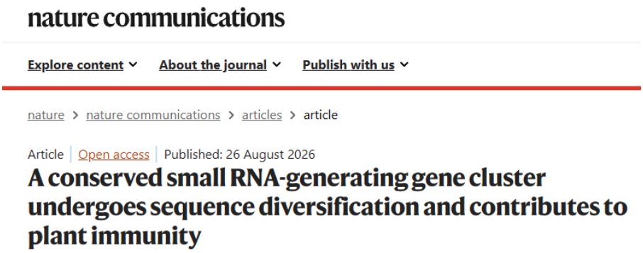 农生学院侯英楠团队与合作者发现植物免疫系统中一个产生“抗菌小RNA”的抗病基因簇