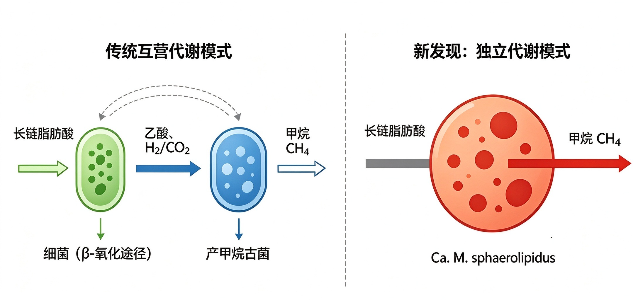 上海交大海洋学院王风平教授团队发现古菌“吃油产气”新途径，拓展产甲烷古菌底物范围